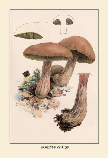 Boletus Edulis 20x30 poster