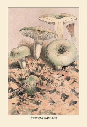 Russula Virescens 20x30 poster