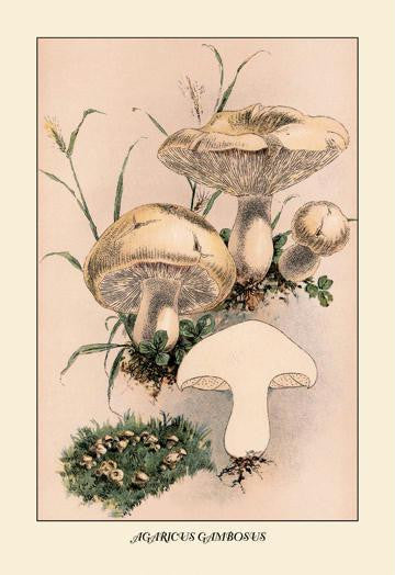 Agaricus Gambosus 20x30 poster