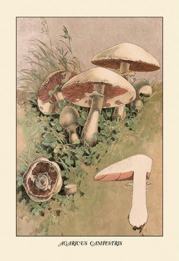 Agaricus Campestris 20x30 poster