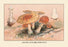 Amanita Muscaria Poisonous 20x30 poster