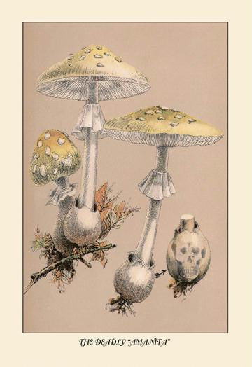 Deadly Amanita 20x30 poster