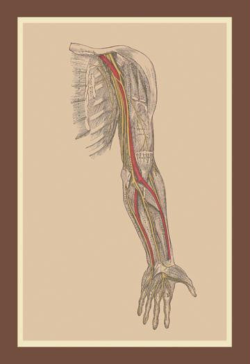 The Spinal Nerves 20x30 poster