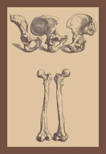 Pelvic Bones 20x30 poster