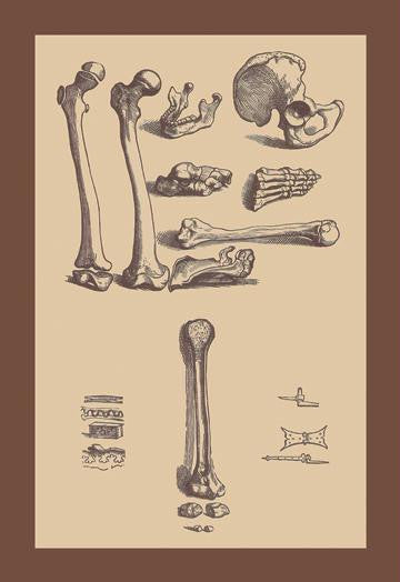 Bones with Tools 20x30 poster