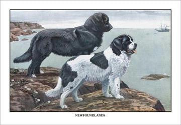 Two Newfoundlands 20x30 poster