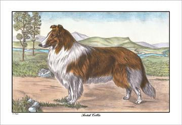 Scotch Collie 20x30 poster