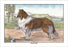 Scotch Collie 20x30 poster