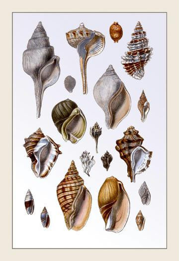 Shells: Sessile Cirripedes #3 20x30 poster