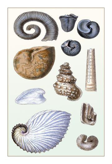 Shells: Ammonacea 20x30 poster