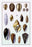 Shells: Convoltae and Orthocerata 20x30 poster