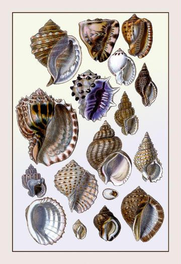 Shells: Purpurifera 20x30 poster