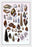 Shells: Trachelipoda #1 20x30 poster