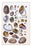 Shells: Gasteropoda and Trachelipoda 20x30 poster