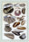 Shells: Monomyaria #1 20x30 poster