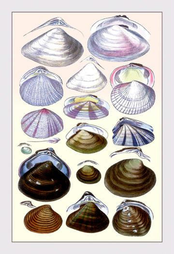 Shells: Dimyaria #3 20x30 poster