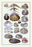 Shells: Dimyaria #1 20x30 poster