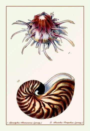 Scallop Over Nautilus 20x30 poster