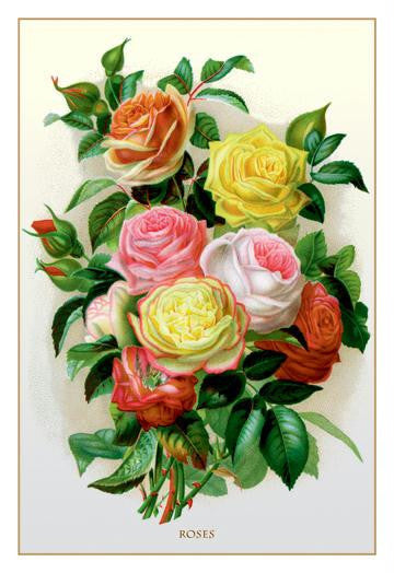 Roses 20x30 poster