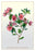 The Dwarf Crimson Chinese Azalea 20x30 poster