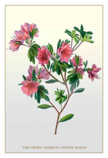 The Dwarf Crimson Chinese Azalea 20x30 poster