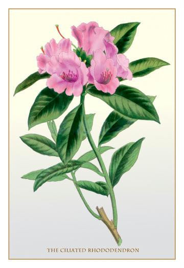 The Ciliated Rhododendron 20x30 poster