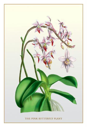 The Pink Butterfly Plant 20x30 poster