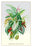 Ornamental Foliage Plants 20x30 poster