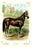 The Horse 20x30 poster