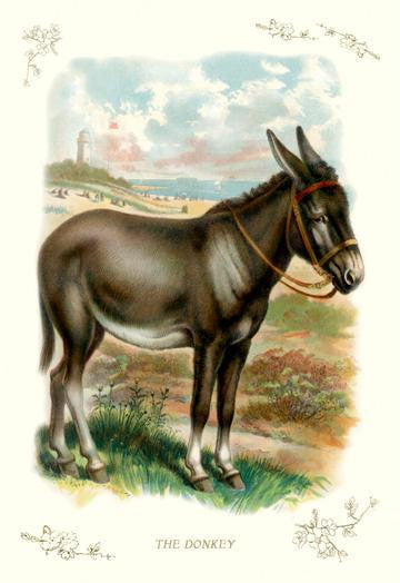 The Donkey 20x30 poster