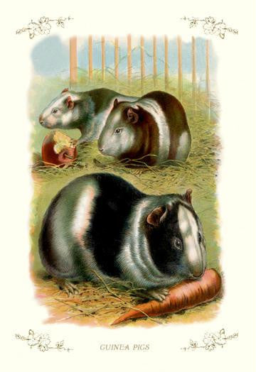 Guinea Pigs 20x30 poster