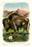 The Bison, or American Buffalo 20x30 poster