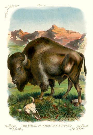 The Bison, or American Buffalo 20x30 poster