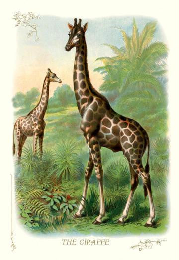 The Giraffe 20x30 poster