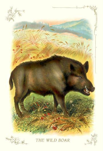 The Wild Boar 20x30 poster