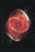 Cat&#39;s Eye Nebula 20x30 poster