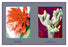 Epiphyllum Ackermarnii 20x30 poster