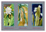 Epiphyllum Crenatum 20x30 poster