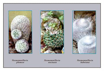 Neomammillaria Plumosa 20x30 poster