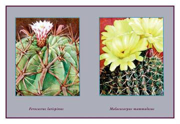 Ferocactus Latispinus 20x30 poster