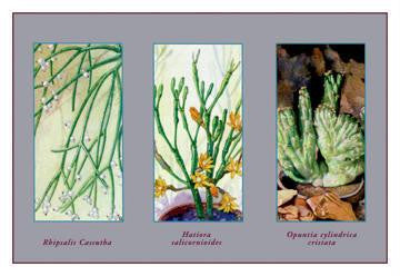 Rhipsalis Cassutha 20x30 poster