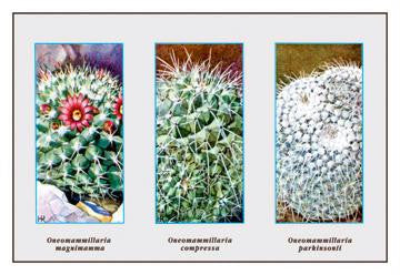 Neomammillaria Magnimamma 20x30 poster