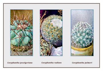 Coryphantha Poselgeriana 20x30 poster