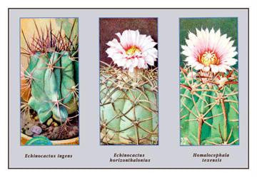 Echinocactus Ingens 20x30 poster