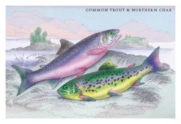 Common Trout and Northern Char 20x30 poster