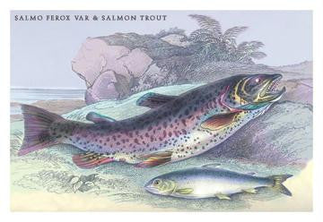 Salmon Feroxvar and Salmon Trout 20x30 poster