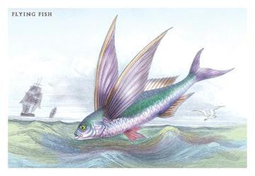 Flying Fish 20x30 poster