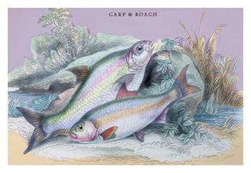 Carp Bream and Roach 20x30 poster