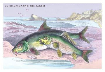 Common Carp and the Barbel 20x30 poster — Birds Eye Blue.com