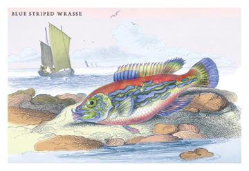 Blue Striped Wrasse 20x30 poster